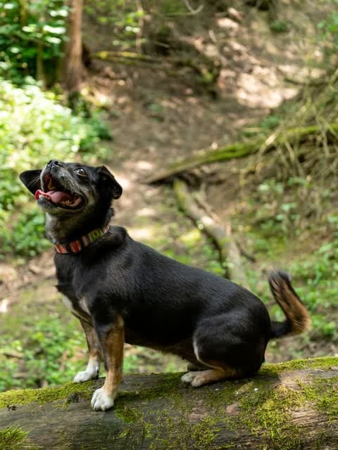 A dog up on a mossy fallen log, grinning