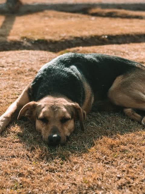 A dog lying stretched out and dozing in dappled light