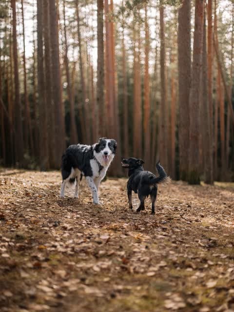 Two dogs out ahead on the floor of a tall pine wood