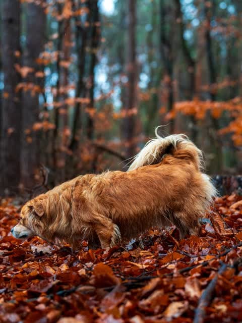 A dog nose-down in deep autumn leaf litter, working a scent
